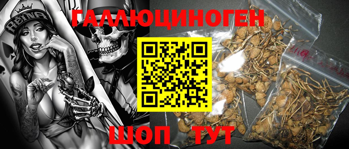 Псилоцибиновые грибы GOLDEN TEACHER Владикавказ